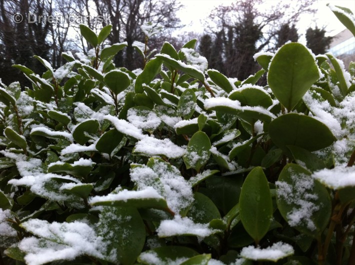 dublin snow_2
