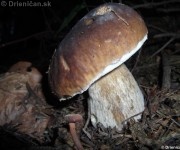 Boletus edulis