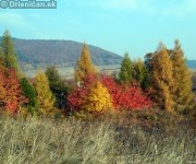 Farebnosť lístia v jeseni určuje druh stromu. V pozadí vidieť Háj.
