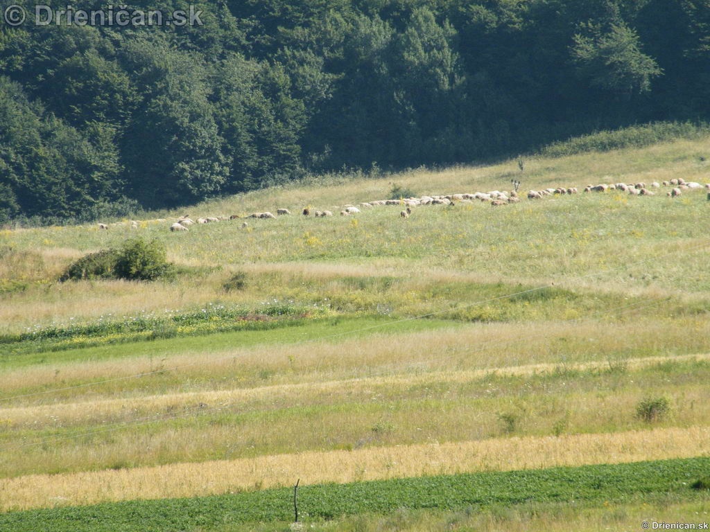 Ovce pasúce sa pod Hájovou dolinou.