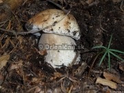 Boletus reticulatus, boletus edulis