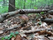 Boletus reticulatus, boletus edulis