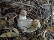 Boletus reticulatus, boletus edulis