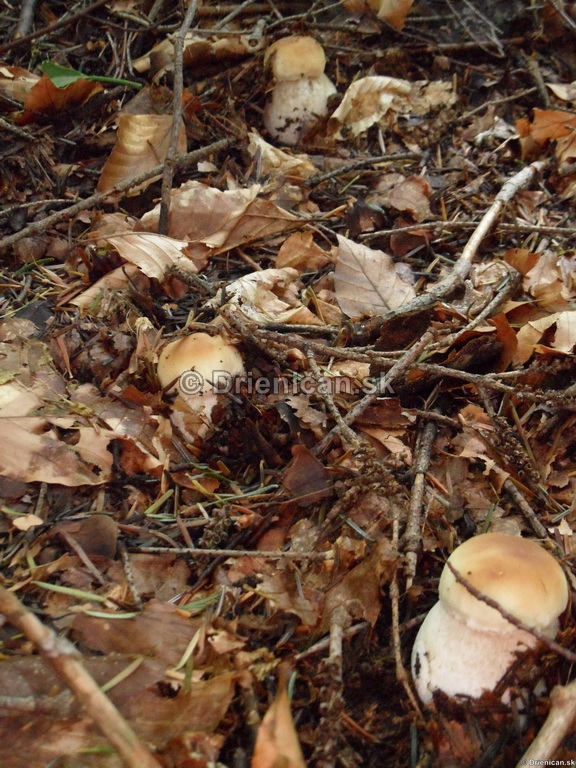 Boletus reticulatus, boletus edulis