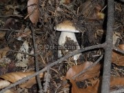 Boletus reticulatus, boletus edulis