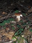 Boletus reticulatus, boletus edulis