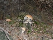 Boletus reticulatus, boletus edulis