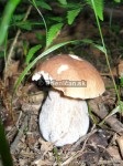 Boletus reticulatus, boletus edulis