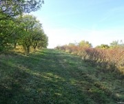 Aronia čiernoplodá