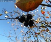 Aronia čiernoplodá