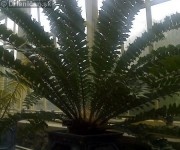 NATIONAL BOTANIC GARDENS of IRELAND