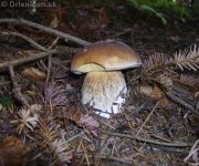 Hrib, Boletus reticulatus