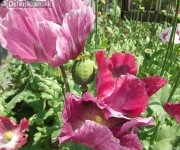 Drienica Mak siaty-Papaver somniferum