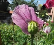 Mak siaty-Papaver somniferum Drienica