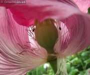 Makovník Mak siaty-Papaver somniferum