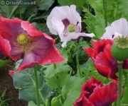 Mak siaty (Papaver somniferum) je rastlina