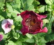 Mak siaty (Papaver somniferum) je rastlina