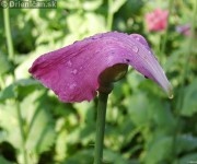 Mak siaty (Papaver somniferum) je rastlina