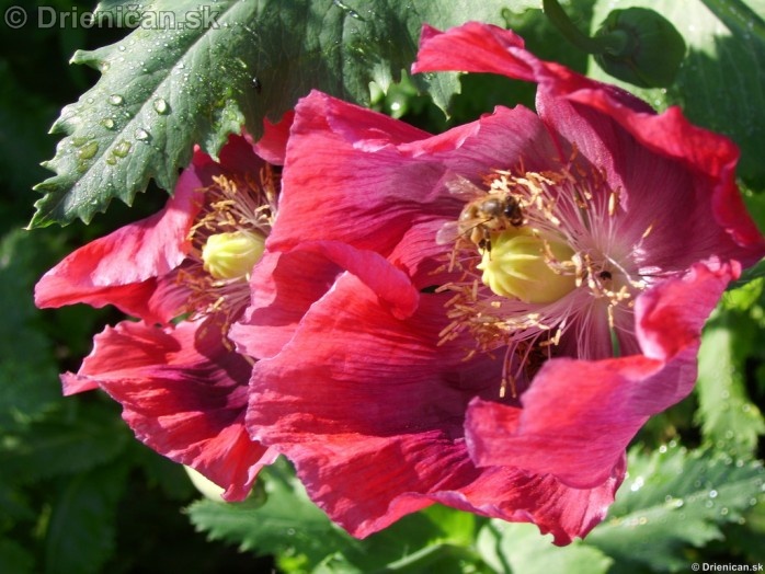 Jednoročná rastlina s kvetmi, ktoré sú bielej, ružovej, červenej alebo fialovej farby.