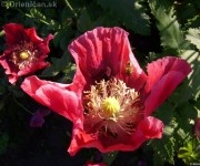 Mak siaty-Papaver somniferum Drienica