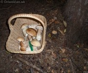 Výživná hodnota a zúžitkovanie húb
