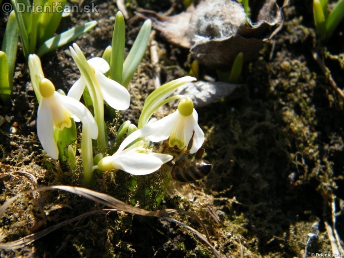 Snezienky,Snowdrops,Galanthus nivalis_05