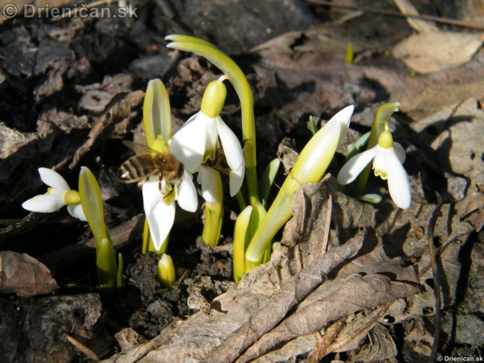 Snezienky,Snowdrops,Galanthus nivalis_08