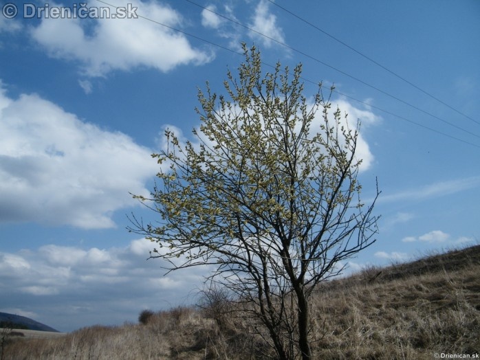 Bahniatka,Bažičky-makro fotografie 2012