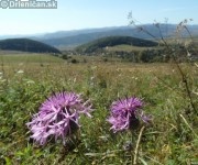 Panoráma