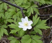 Konopelky, Veternica hajna, Anemone nemorosa