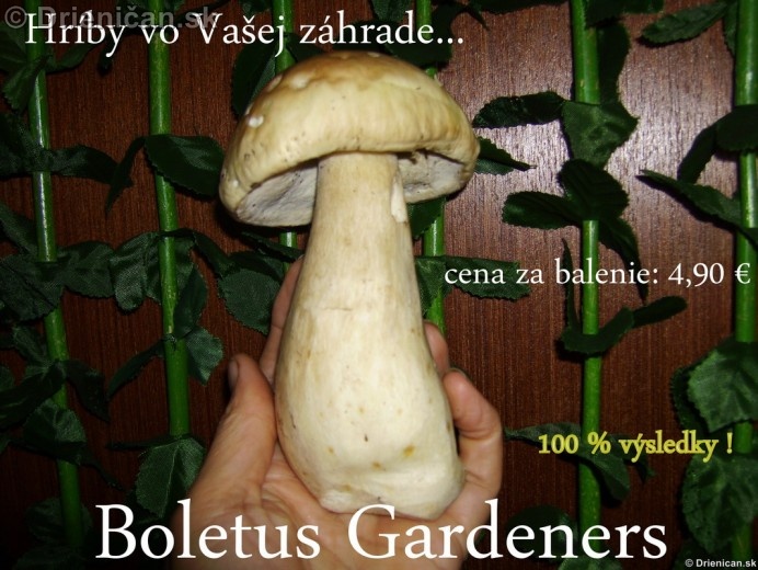 Záhradné hríby-(Boletus Gardeners),už netreba chodiť do lesa !