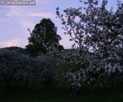Májové rozkvitnuté čerešne a jablone 2012,Drienica