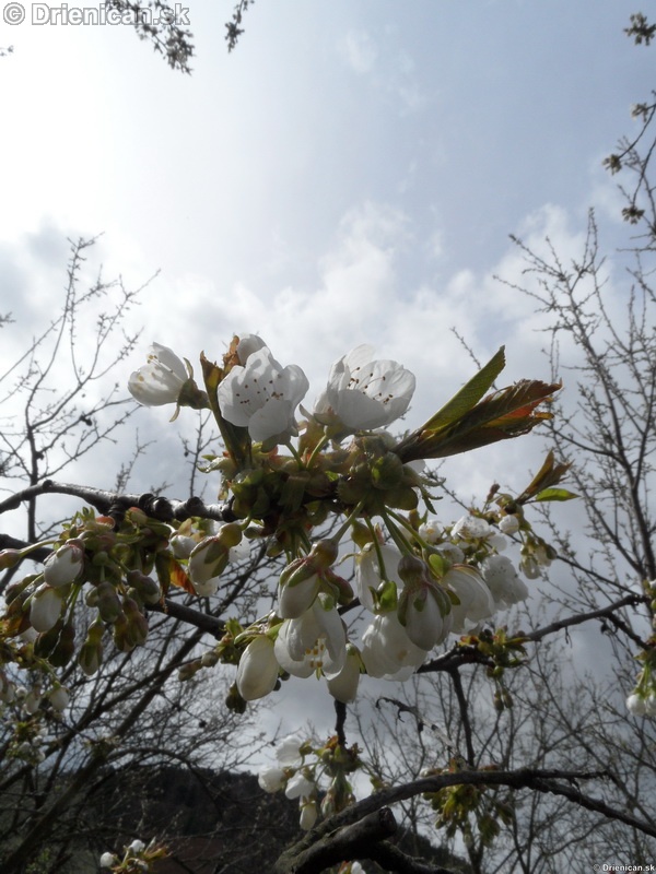Májové rozkvitnuté čerešne a jablone 2012,Drienica