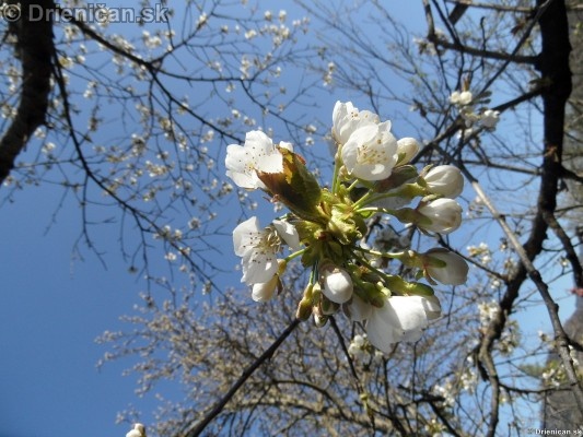 Májové rozkvitnuté čerešne a jablone 2012,Drienica