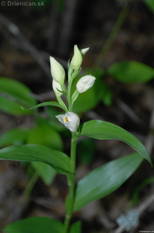 Prilbovka Biela-Lesná Orchidea