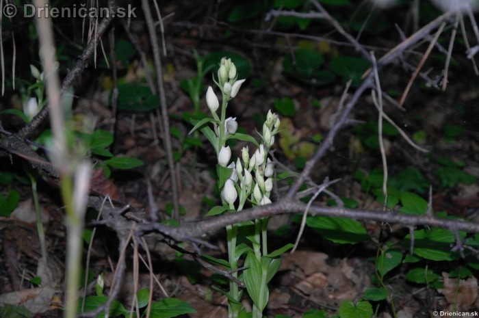 Prilbovka Biela-Lesná Orchidea