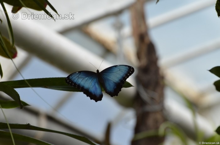 Tropicke motyle v botanickej zahrade Kosice_10
