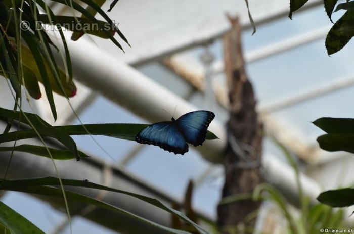 Tropicke motyle v botanickej zahrade Kosice_12