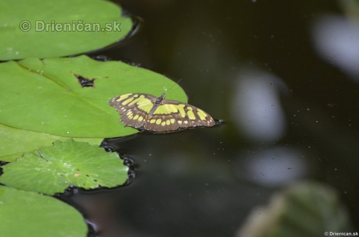 Tropicke motyle v botanickej zahrade Kosice_20