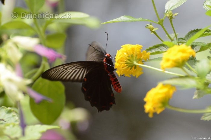 Tropicke motyle v botanickej zahrade Kosice_25