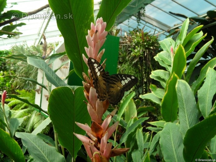 Tropicke motyle v botanickej zahrade Kosice_35