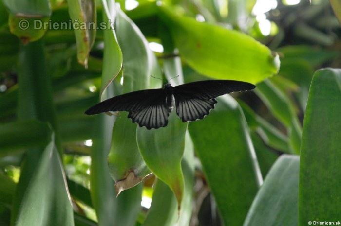 Tropicke motyle v botanickej zahrade Kosice_52