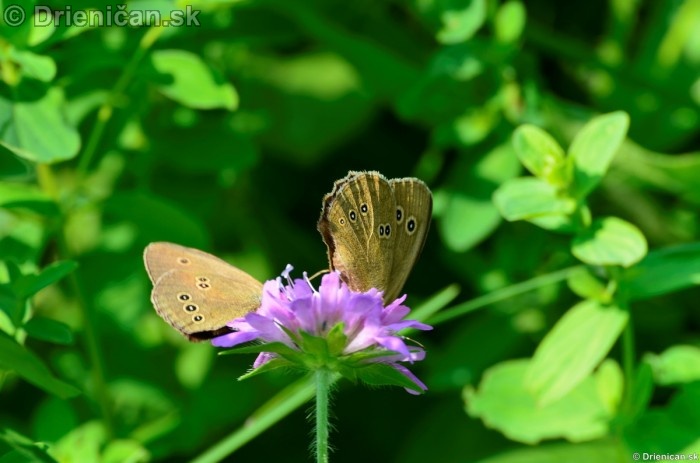 Motýle Drienica Lysá