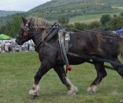 Furmanské preteky o „Zlatý Kantár“ Ľutina 2012