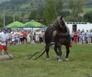 Furmanské preteky o „Zlatý Kantár“ Ľutina 2012