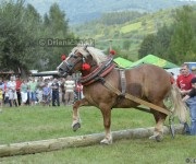 Furmanské preteky o „Zlatý Kantár“ Ľutina 2012