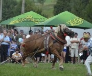 Furmanské preteky o „Zlatý Kantár“ Ľutina 2012