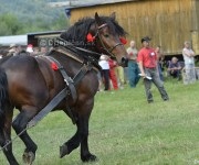 Furmanské preteky o „Zlatý Kantár“ Ľutina 2012