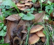 Armillaria mellea agg