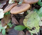 Armillaria mellea agg